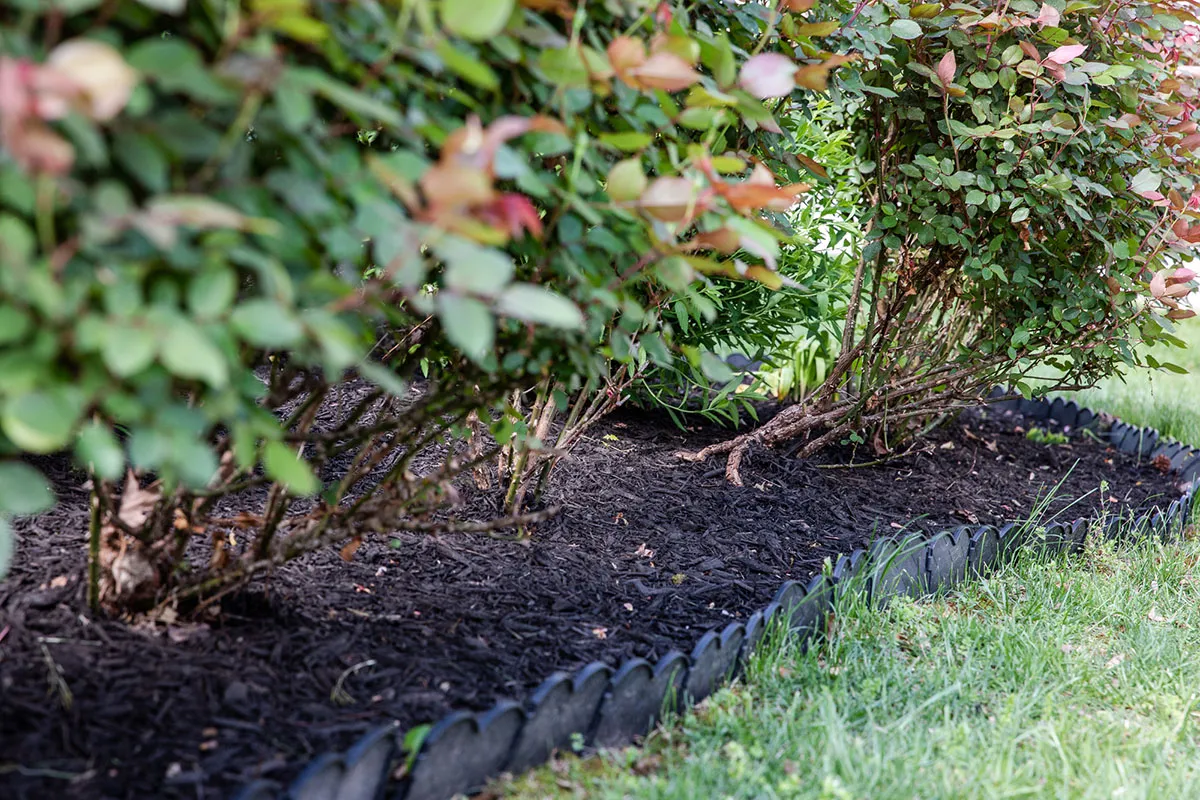 Flowers with mulch