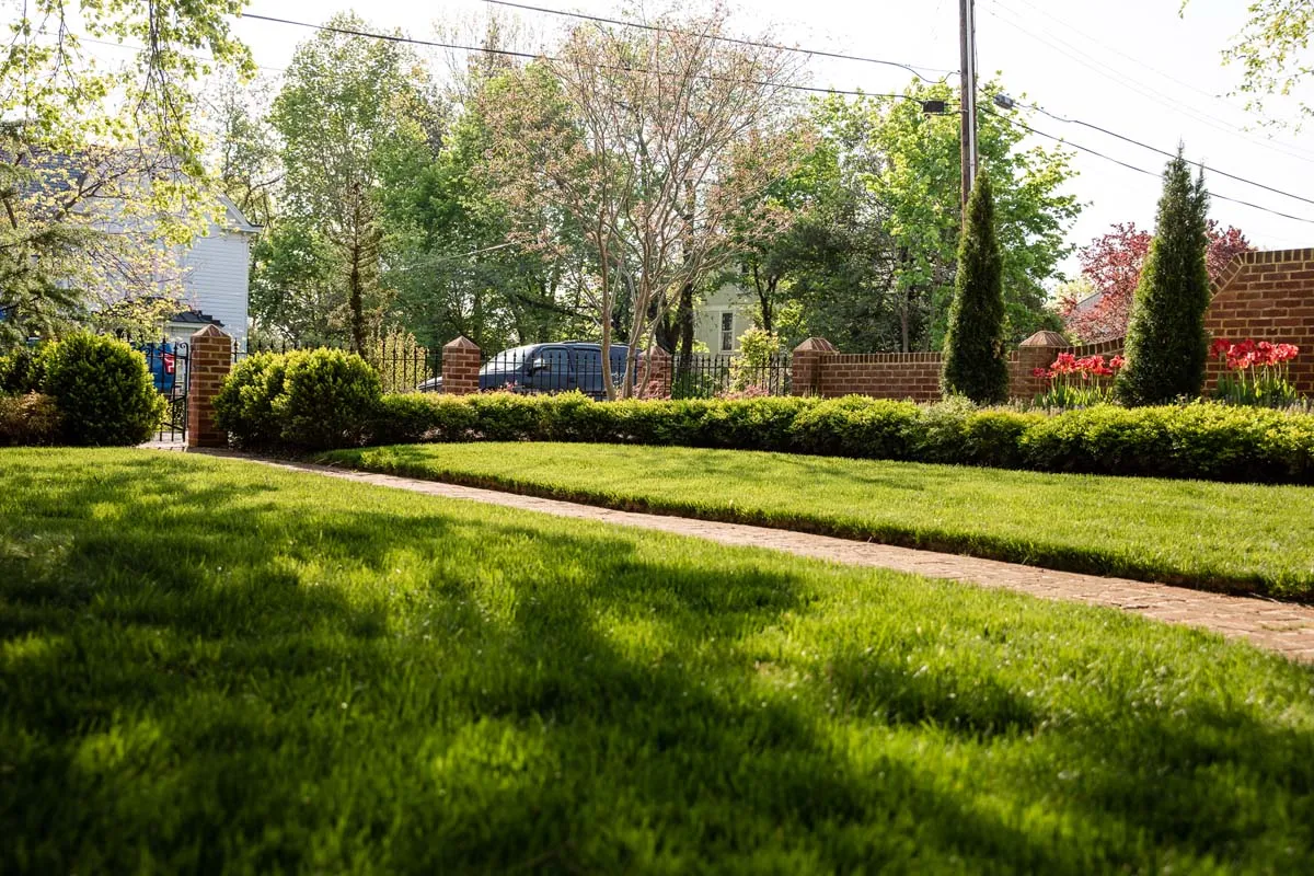 healthy grass with pavement