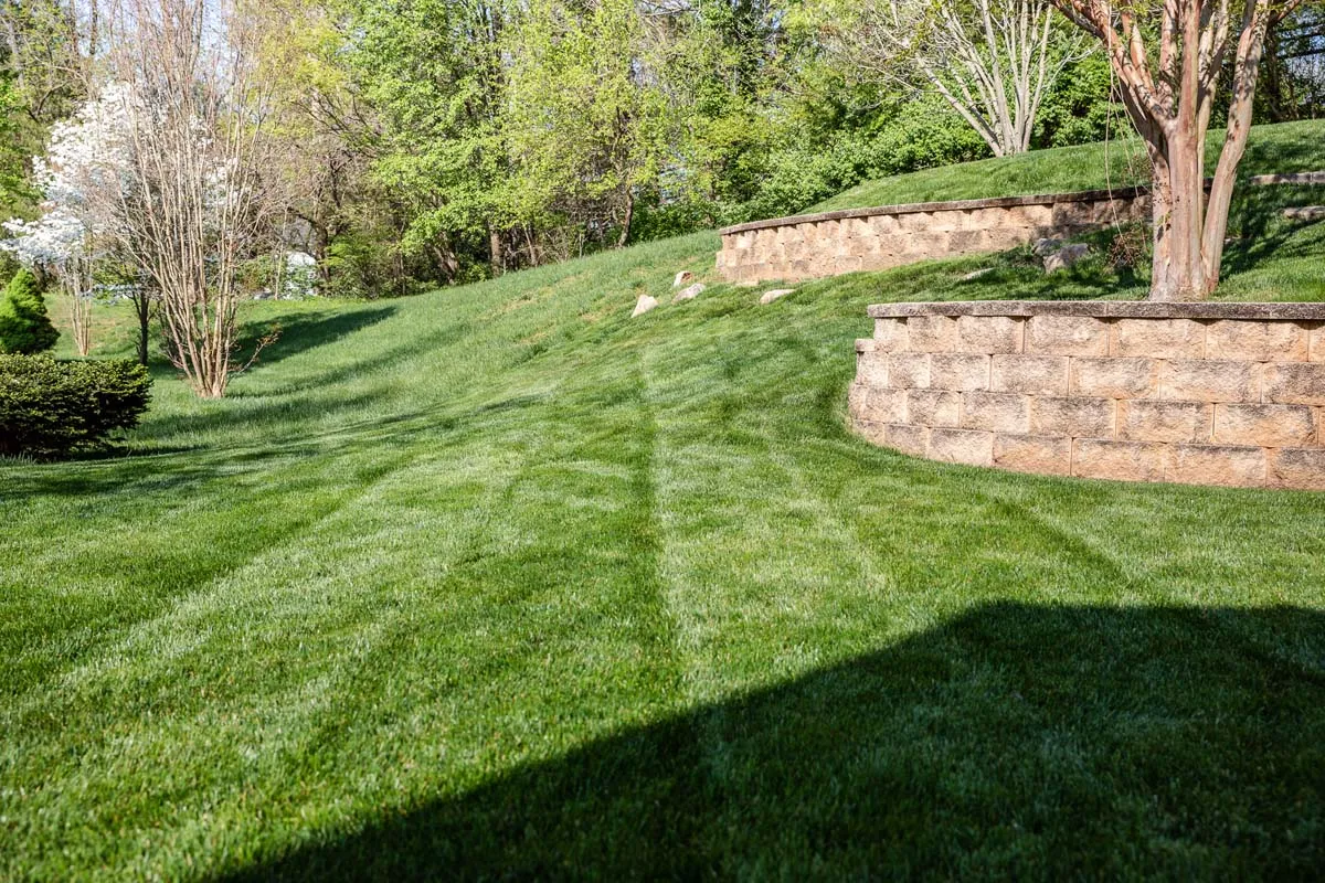 Well Trimmed Lawn