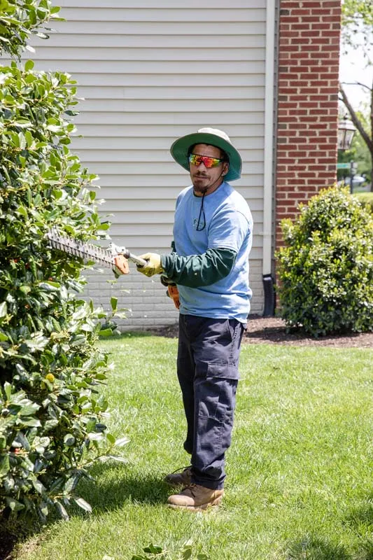 Employee Hedging the shrubs